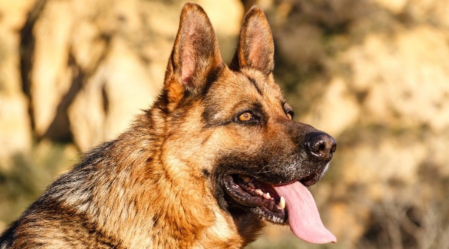 Adult German Shepherd Needing Groomed