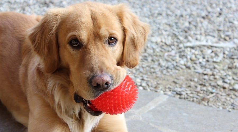 Adult Golden Retriever with Ball Toy