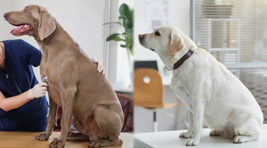Adult Gray and White Dogs at the Vet