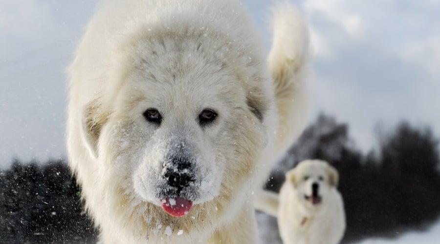 Adult Great Pyrenees running in the snow.