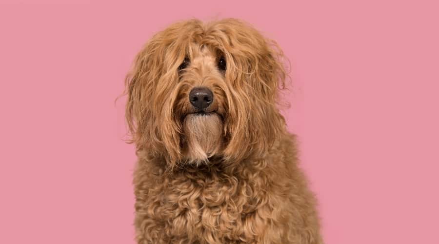 Adult Labradoodle Sitting
