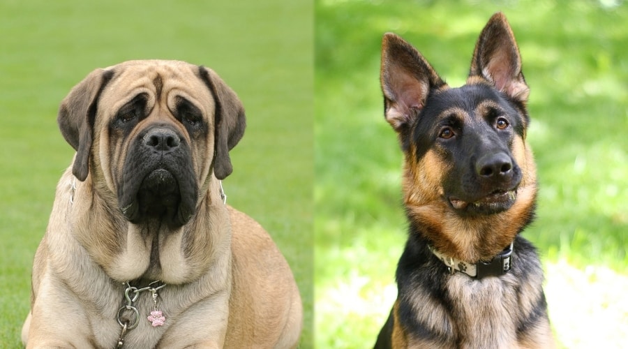 Adult Matiff and German Shepherd Dogs Outdoors