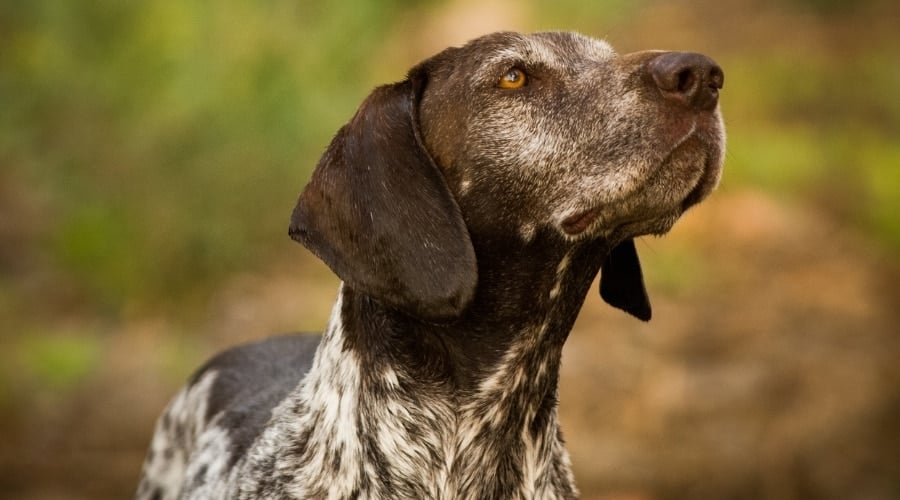 Adult Pointer Outside