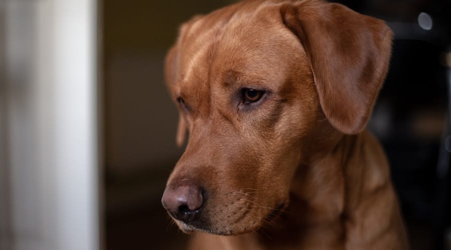 Adult Red Lab Looking at Ground
