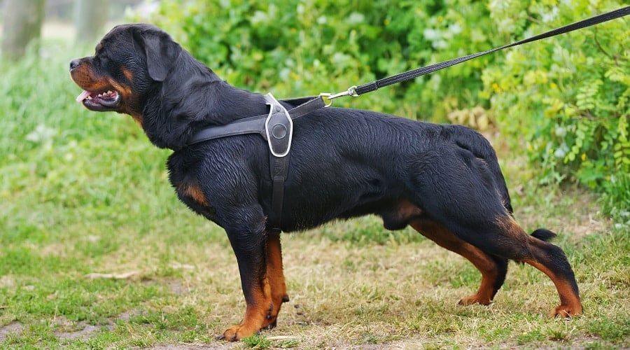 Adult Rottweiler in Harness