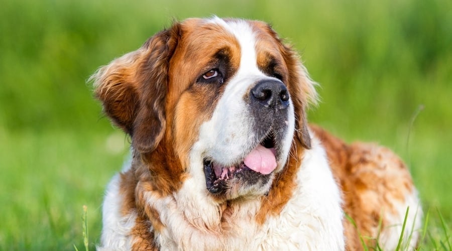 Adult Saint Bernard Outdoors in Grass
