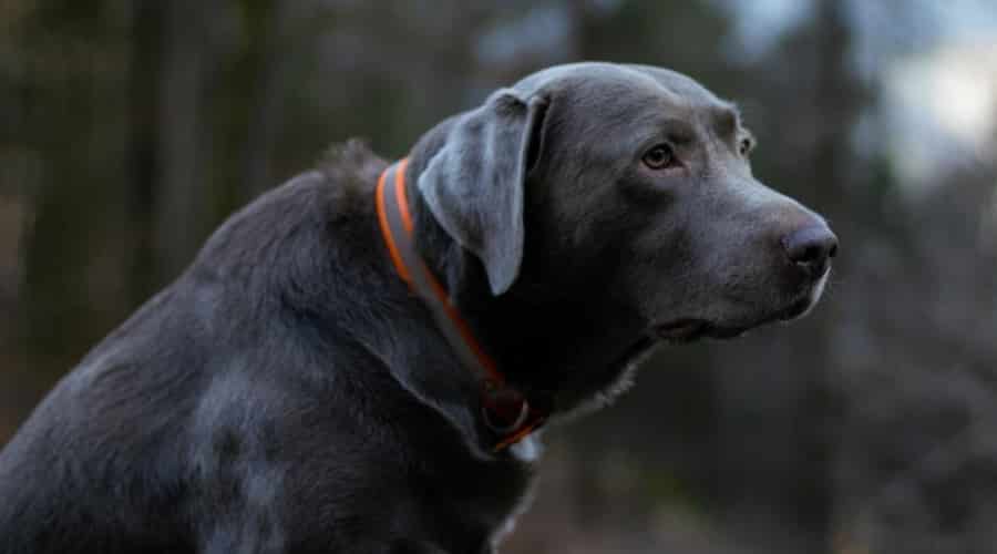 Adult Silver Labrador Retriever