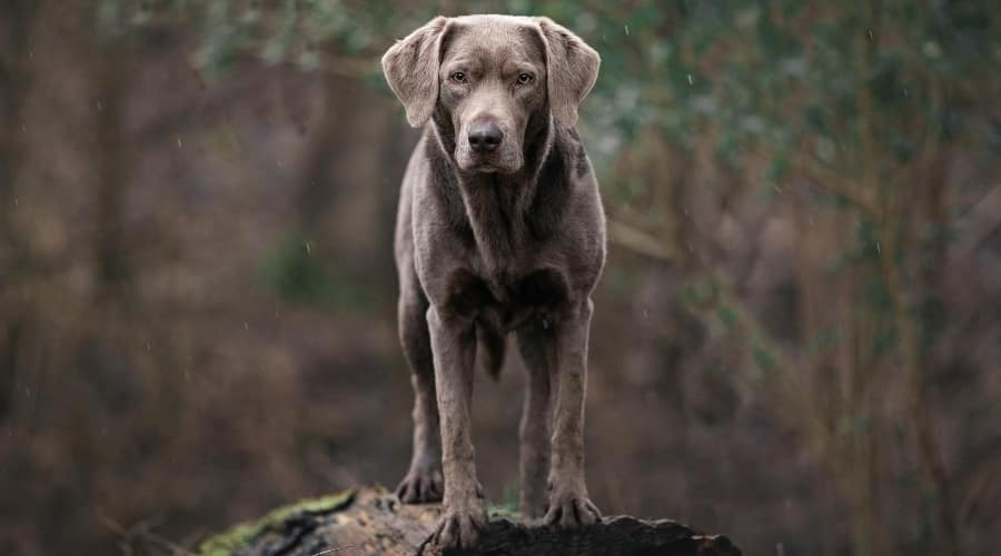 Adult Silver Labrador Standing on Hill