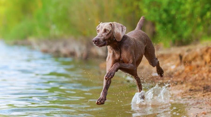 Adult Weimaraner dog running in a lake