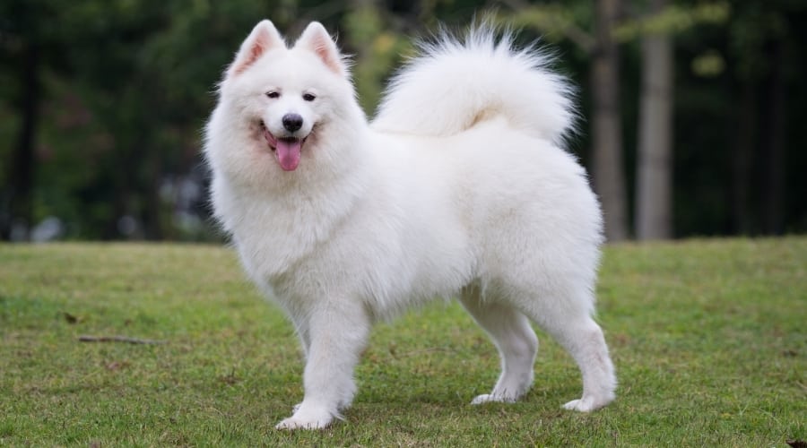 Adult White Dog Outside