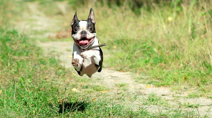 Adult boston terrier running for food