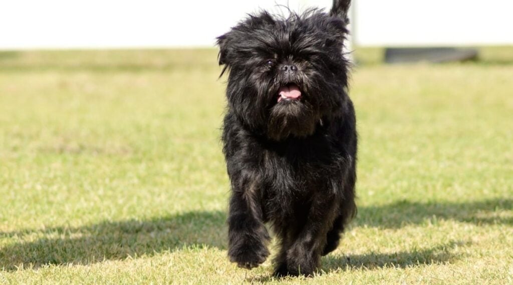 A black Affenpinscher running towards the camera outdoors.