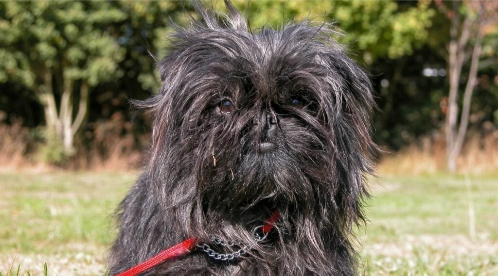 Affenpinscher Breed on a leash face up close