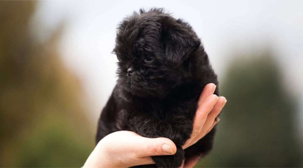 little puppy pinscher in the palm of a person's hand
