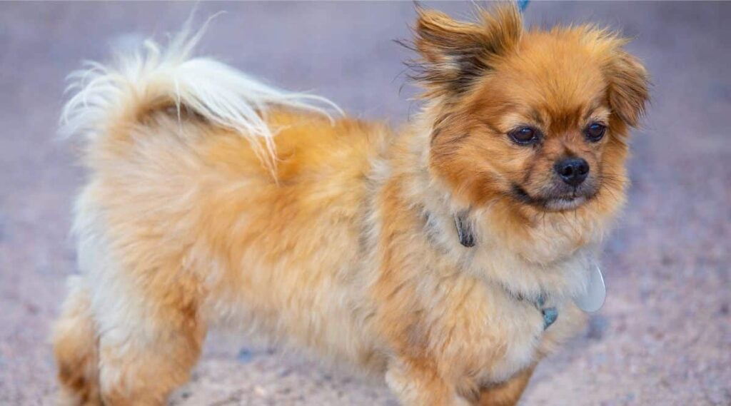 Cute small red Affenpinscher dog breed on a leas