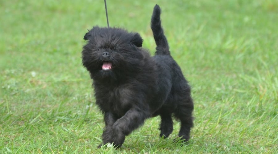 Affenpinscher Dog running outside.