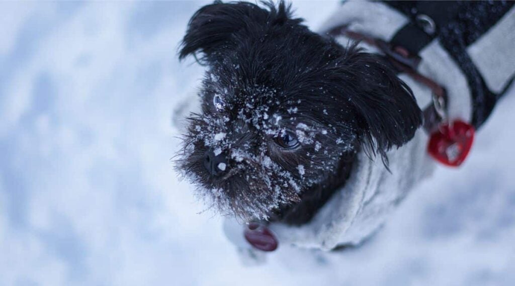 Black Affenpinscher looking up standing in snow with snow on snout