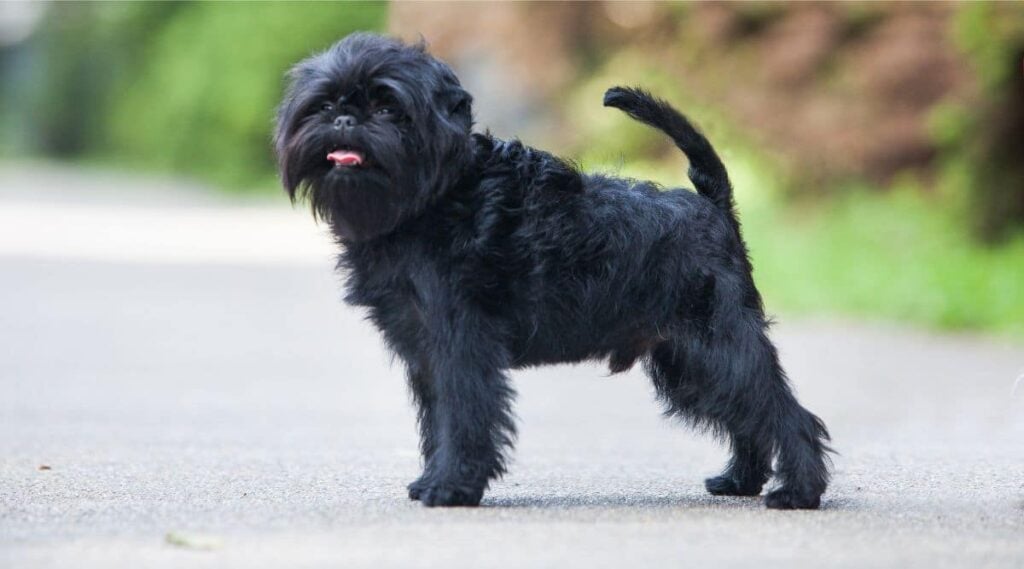 Little black affenpinscher in the park
