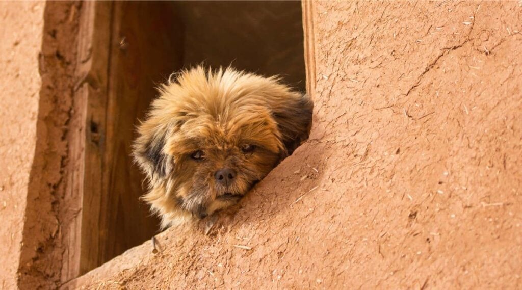Stray red Affenpinscher looking out a window