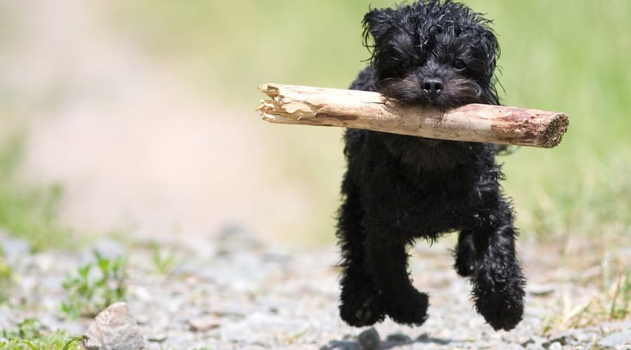 Affenpinscher Shih Tzu
