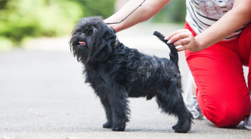 Little black affenpinscher in the park with a person kneeling next to them