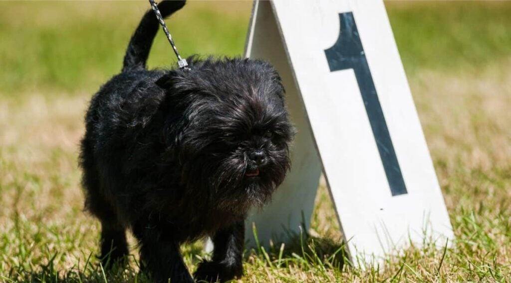 Affenpinscher exhibiting at a dog show in New York