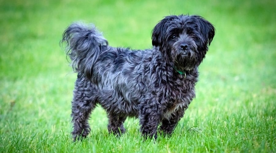Affenpoo Dog Outdoors