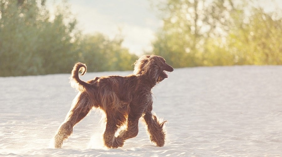 Afghan Hound & Irish Setter