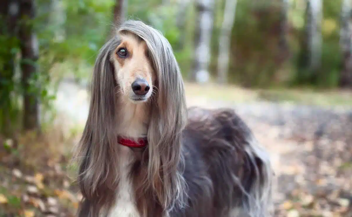 Afghan Hound outside in woods