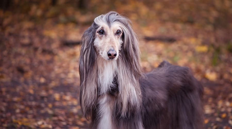 Afghan Hound