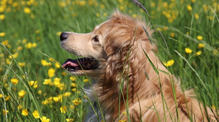 Afghan Retriever