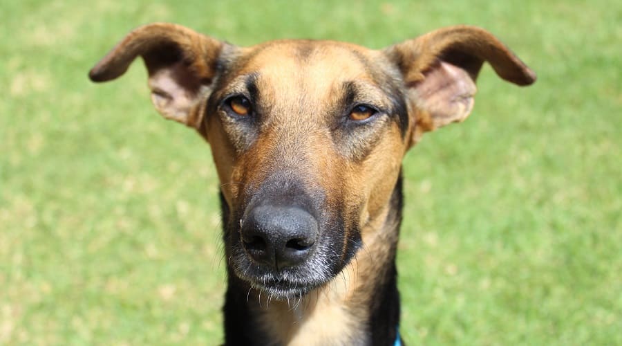 Africanis Dog