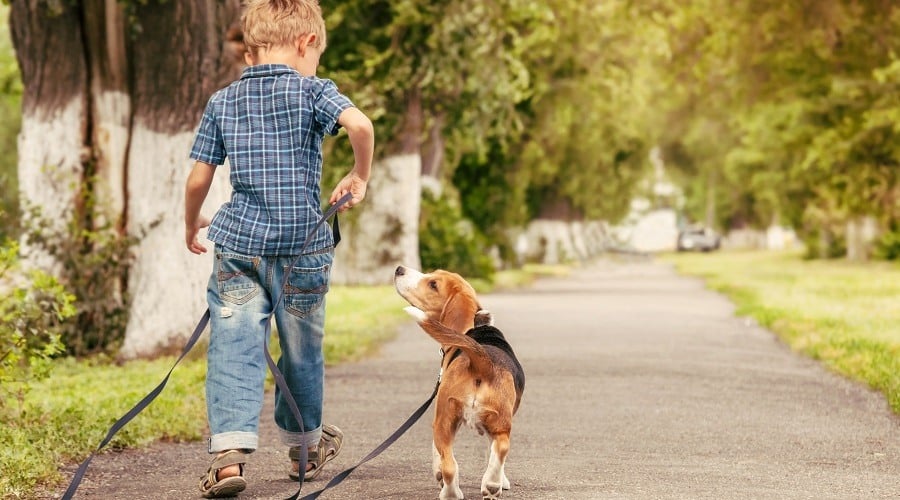 Age Appropriate Dog Tasks