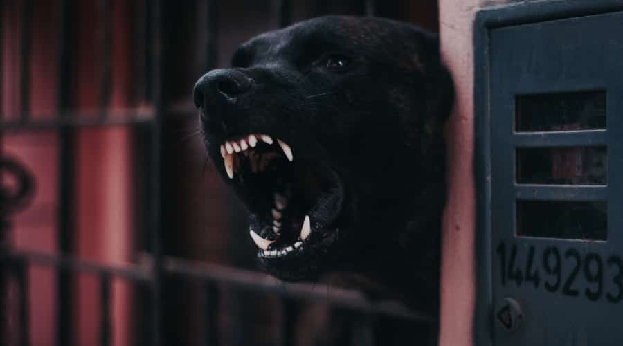 Aggressive black dog.