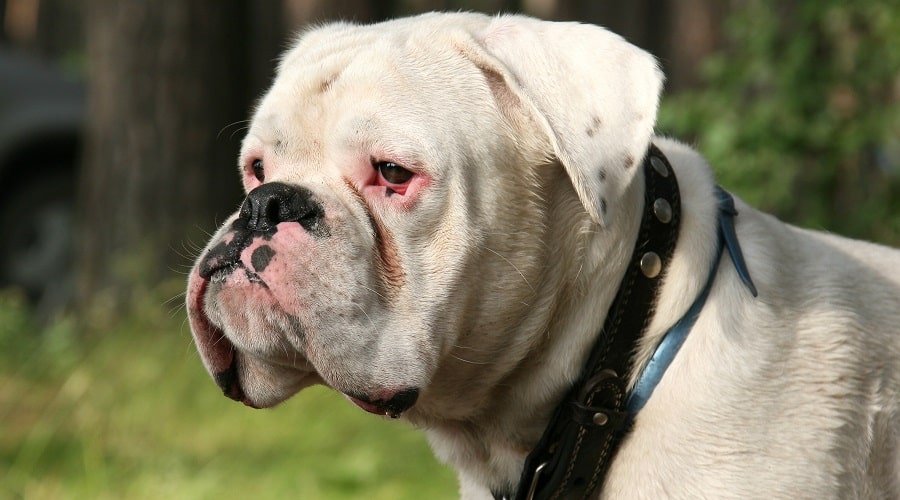 Aggressive Boxer
