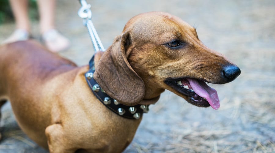 Aggressive Dachshund