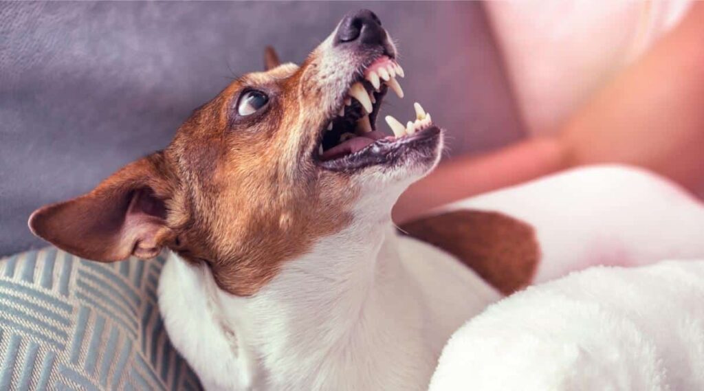 Dog suddenly aggressive.