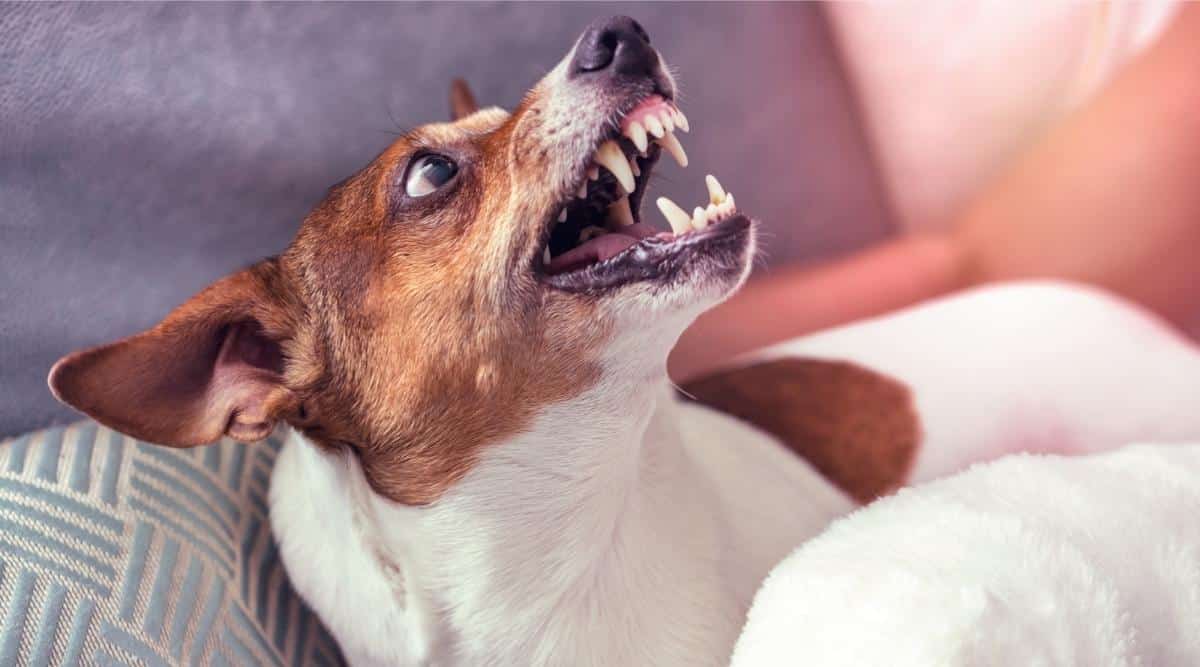 Dog being aggressive.