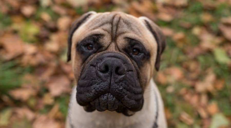 Aggressive Dog Breed Bullmastiff