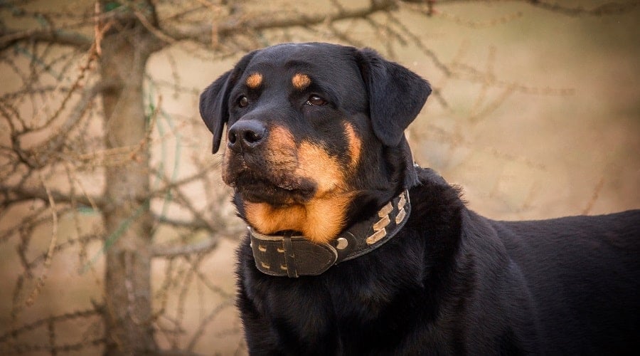 Aggressive Rottweiler