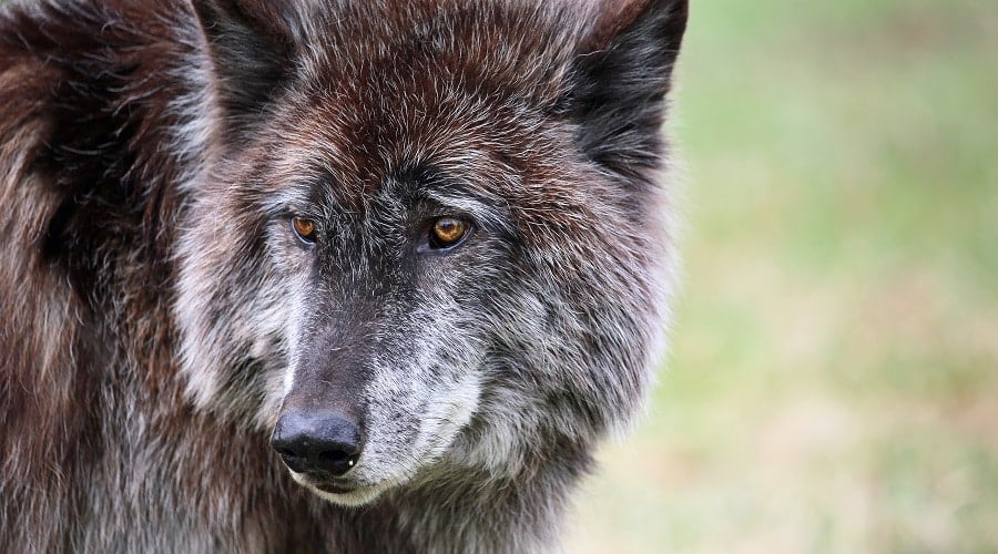 Aggressive WolfDog