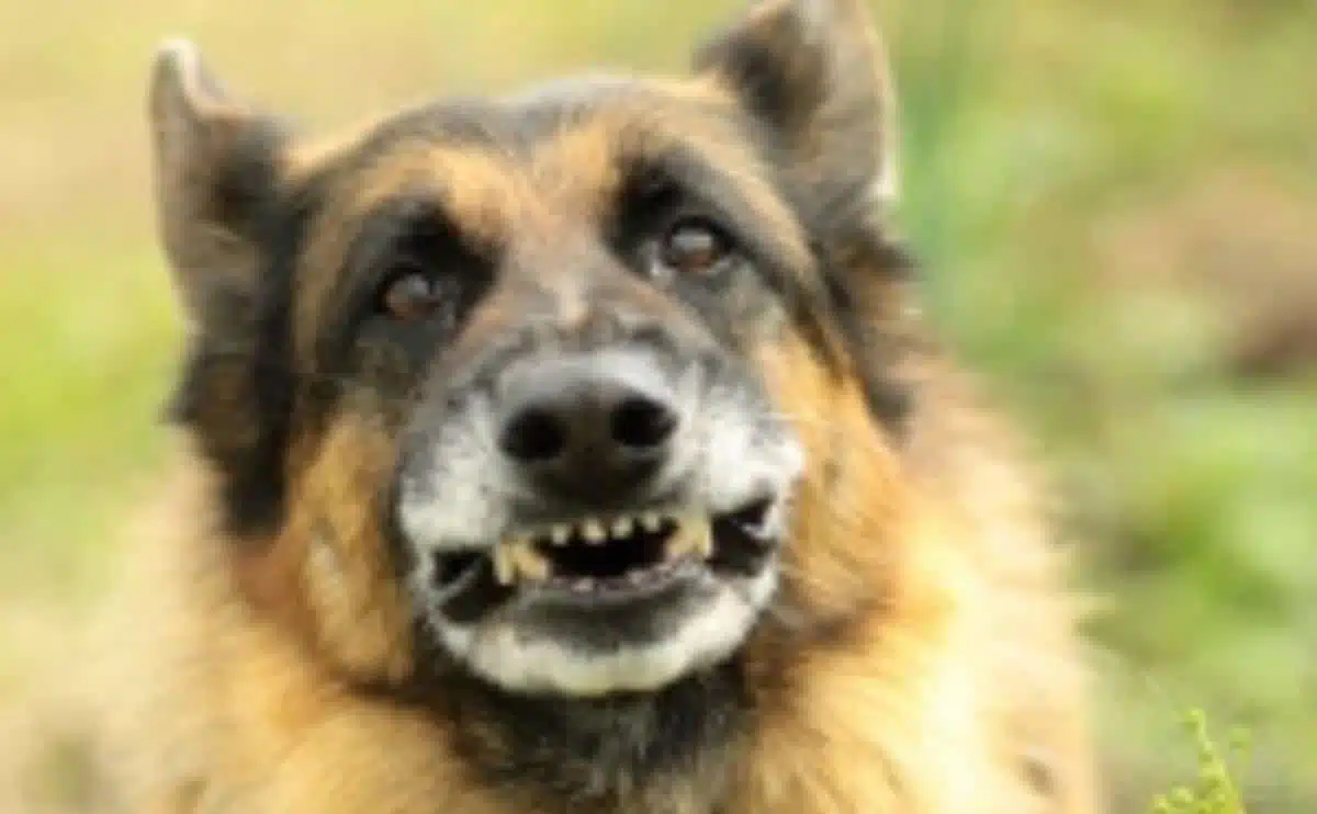 Agressive dog
