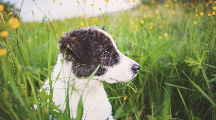 Aidi Dog in Field