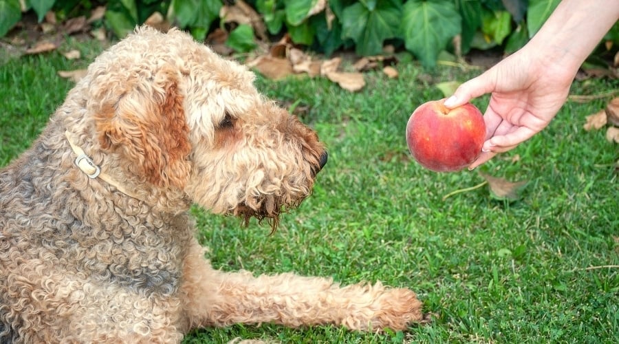 Airdale Terrier Being handed a Ripe Fruit