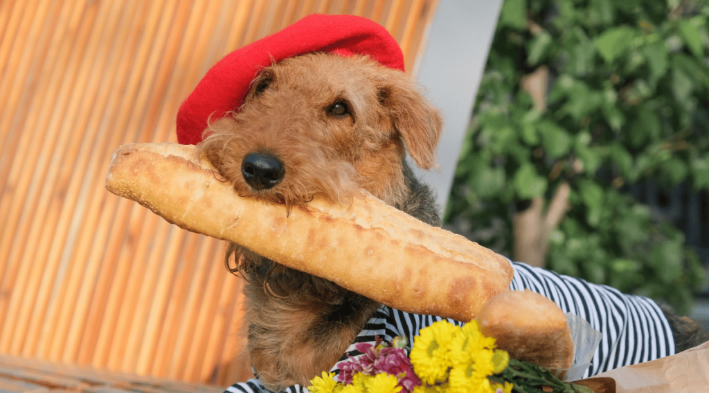Airedale terrier dog holding fresh baguette dressed in french style