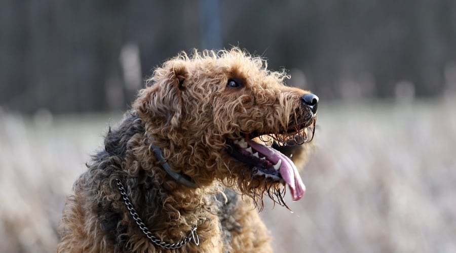 Airedoodle Dog Mix