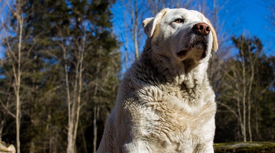 Akbash Dog in Forest