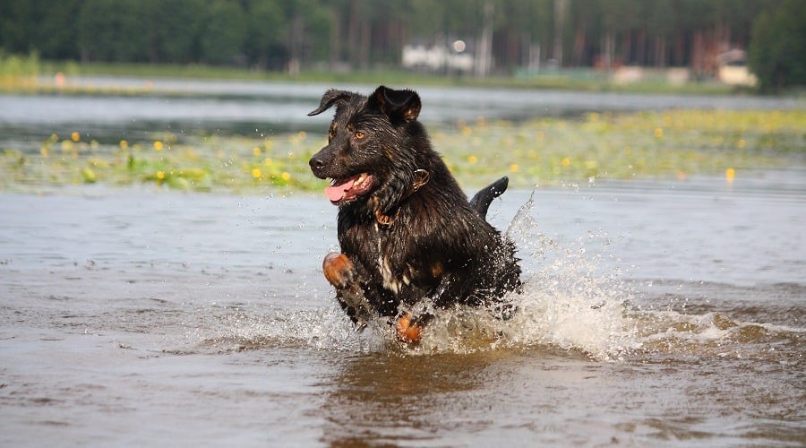 Akita Bernese Mix