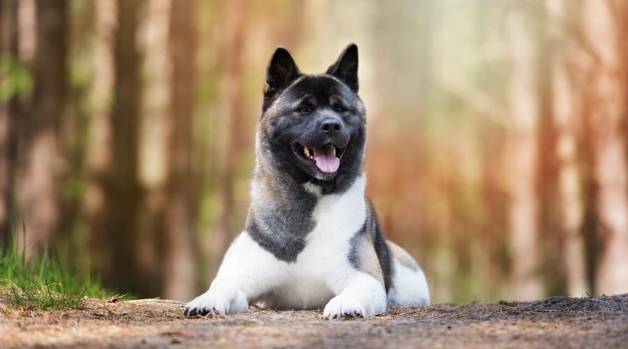 Akita Dangerous Dog Breed