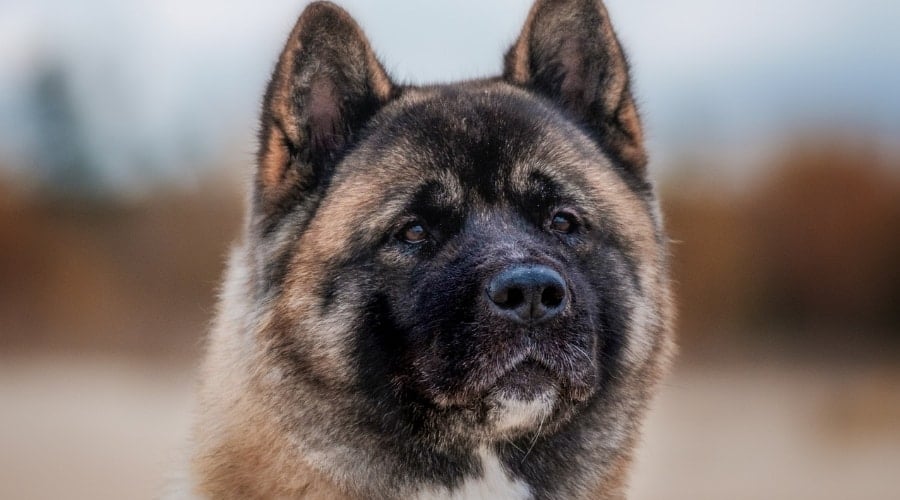 Akita Dog Looking at Owner